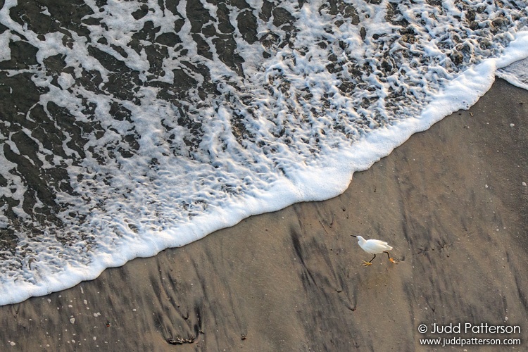 Snowy Egret, Volusia County, Florida, United States